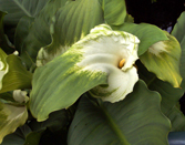 Sample flower image left